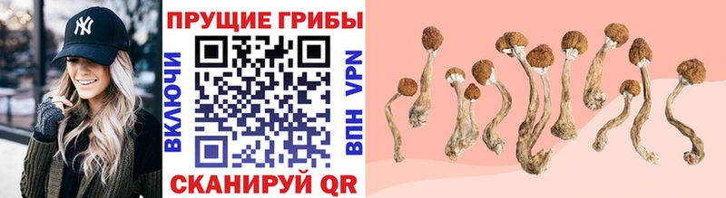 Псилоцибиновые грибы мицелий Купить Билибино